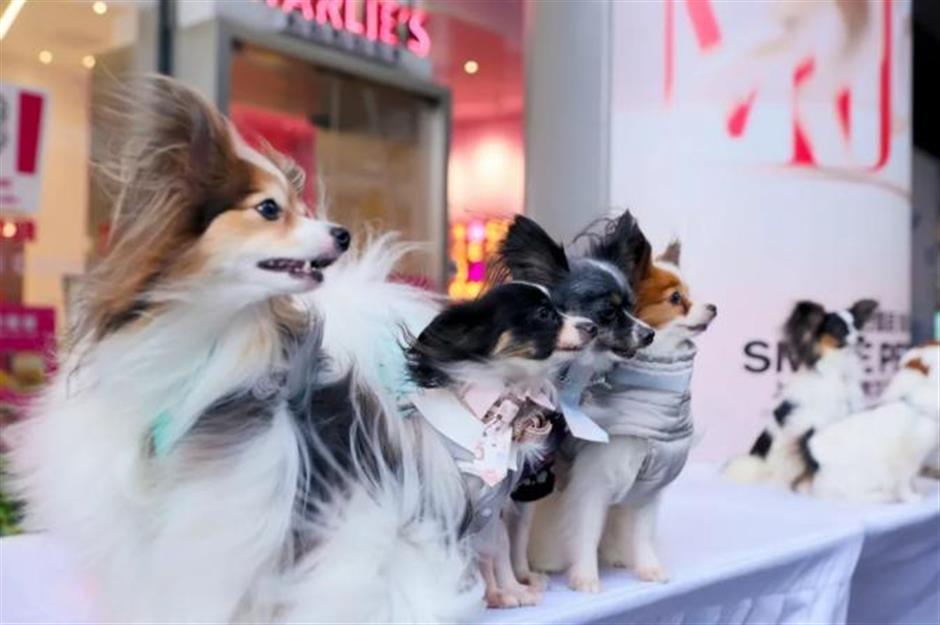 Shanghai Rolex Masters Goes Pet-Friendly as 'ACE Wonderland' Returns