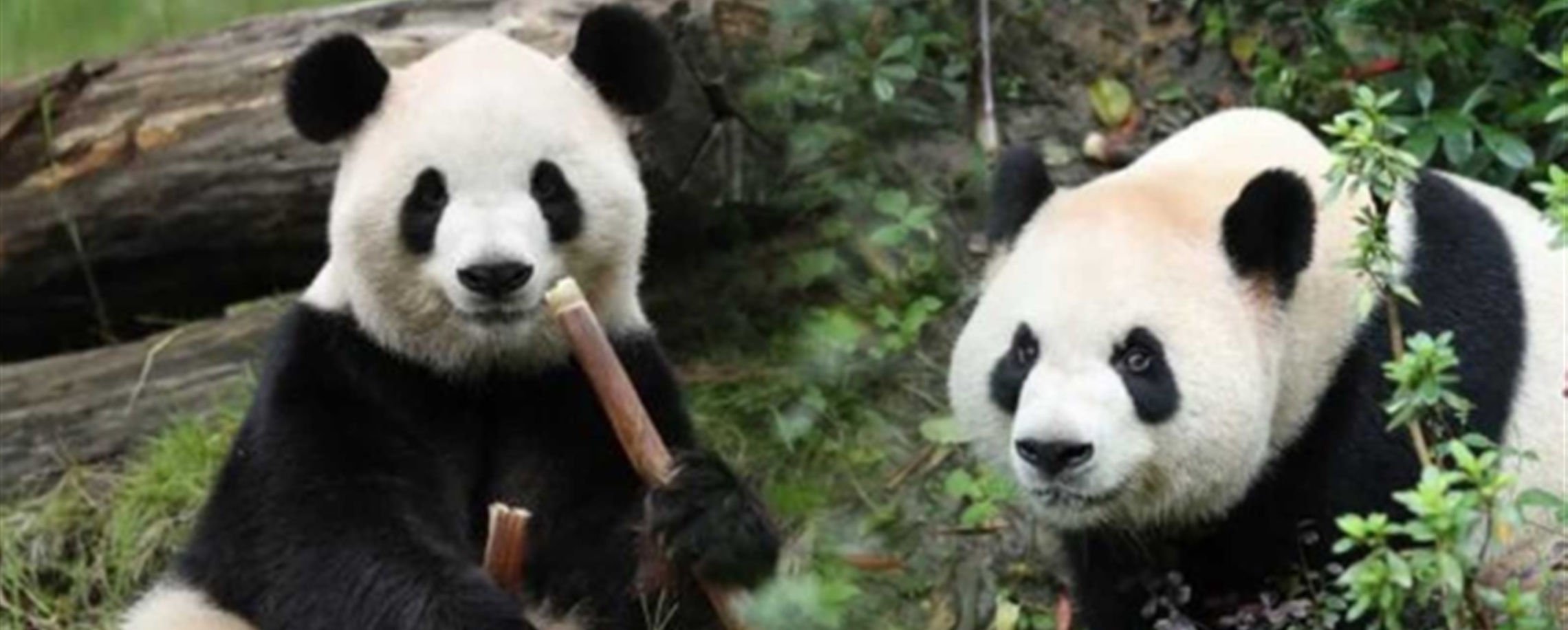 Giant Pandas Ping Ping and Fu Shuang Arrive at Zoo Atlanta for 10-Year Stay