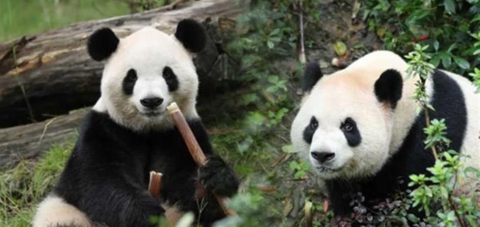 Giant Pandas Ping Ping and Fu Shuang Arrive at Zoo Atlanta for 10-Year Stay
