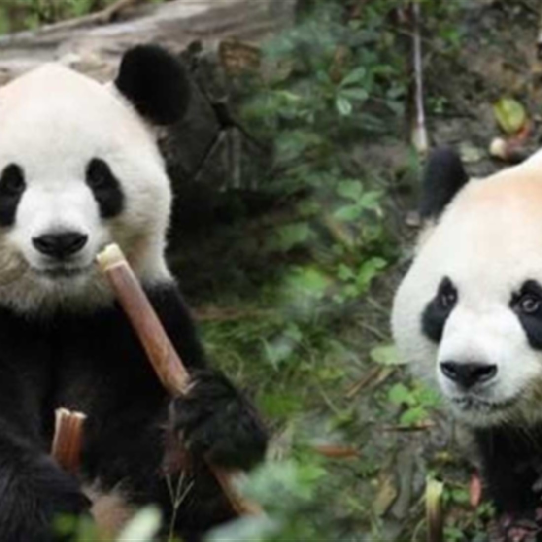 Giant Pandas Ping Ping and Fu Shuang Arrive at Zoo Atlanta for 10-Year Stay