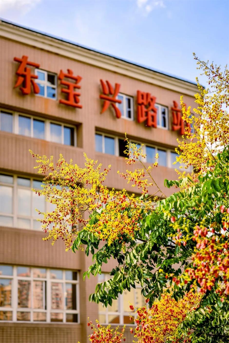 上海第一波秋色已上线!
