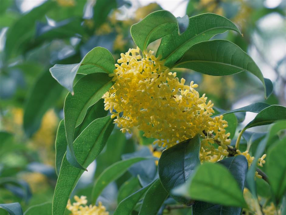 The Scent of Home: How Osmanthus Breathes Life Into Shanghai's Alleys
