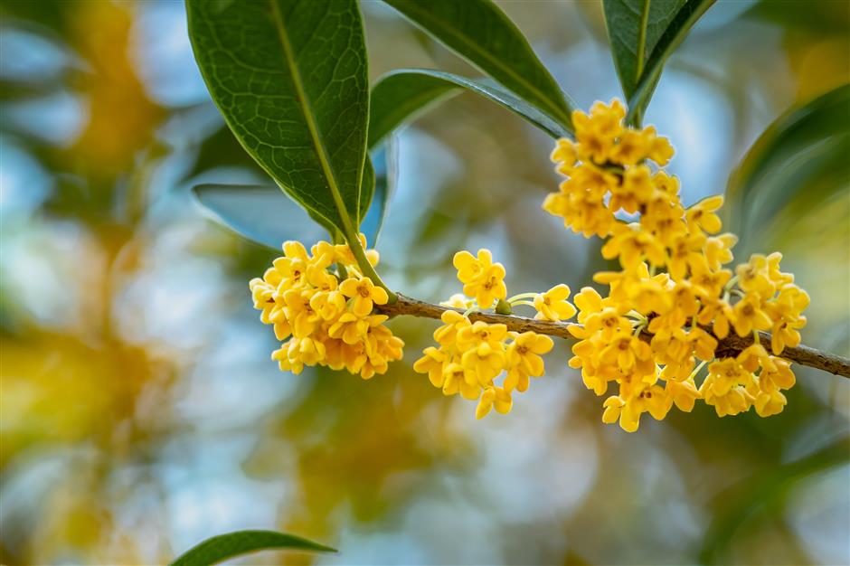 The Scent of Home: How Osmanthus Breathes Life Into Shanghai's Alleys