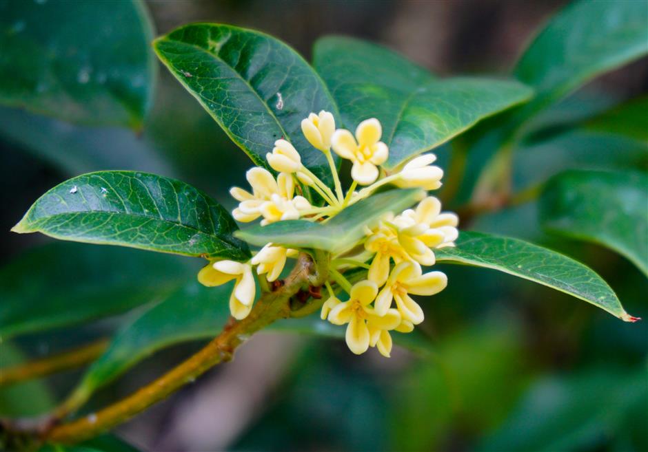The Scent of Home: How Osmanthus Breathes Life Into Shanghai's Alleys