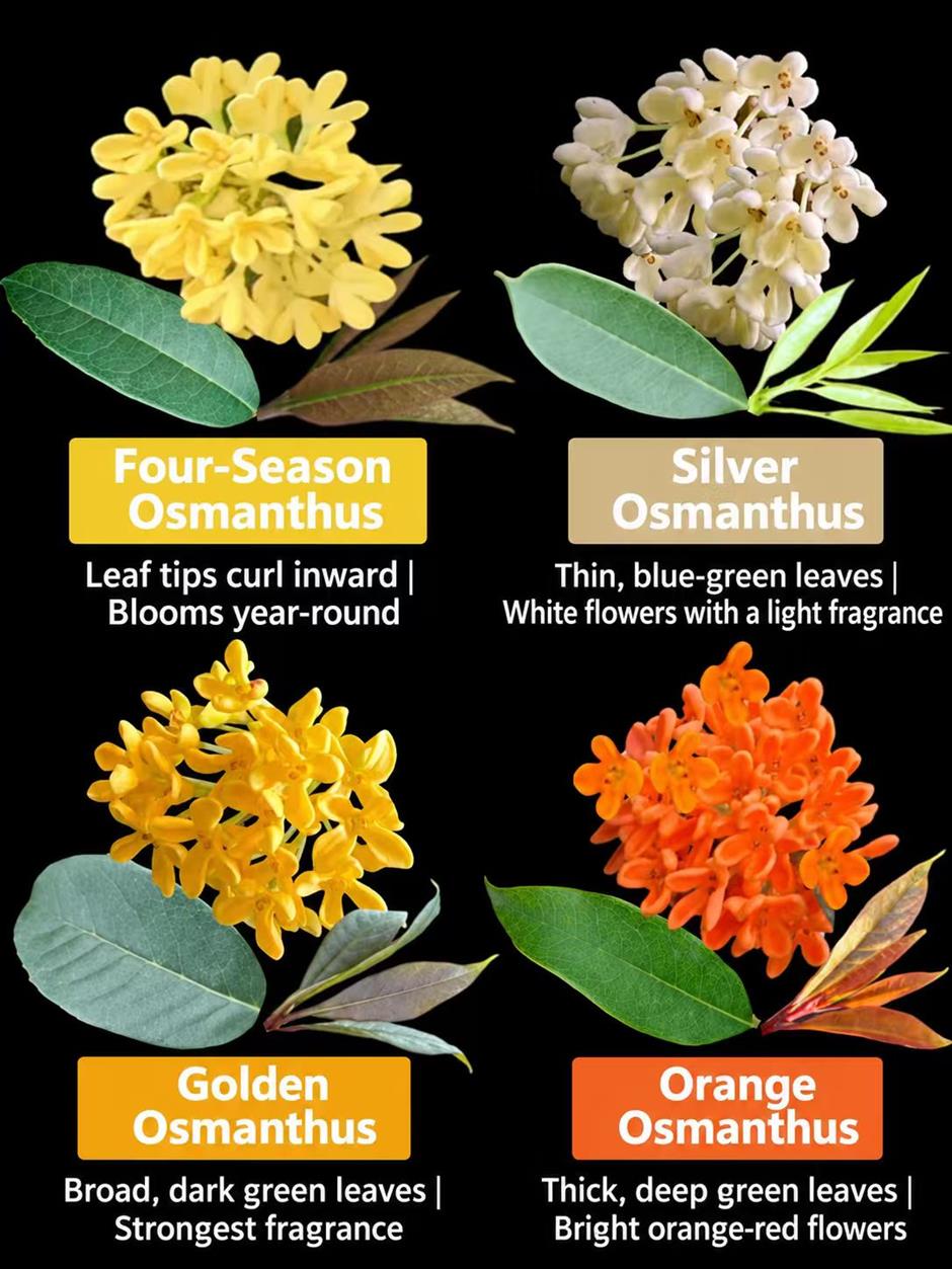 The Scent of Home: How Osmanthus Breathes Life Into Shanghai's Alleys