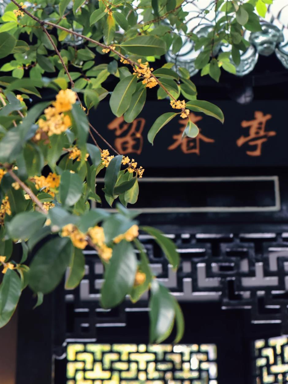 上海最香的一周来了!
