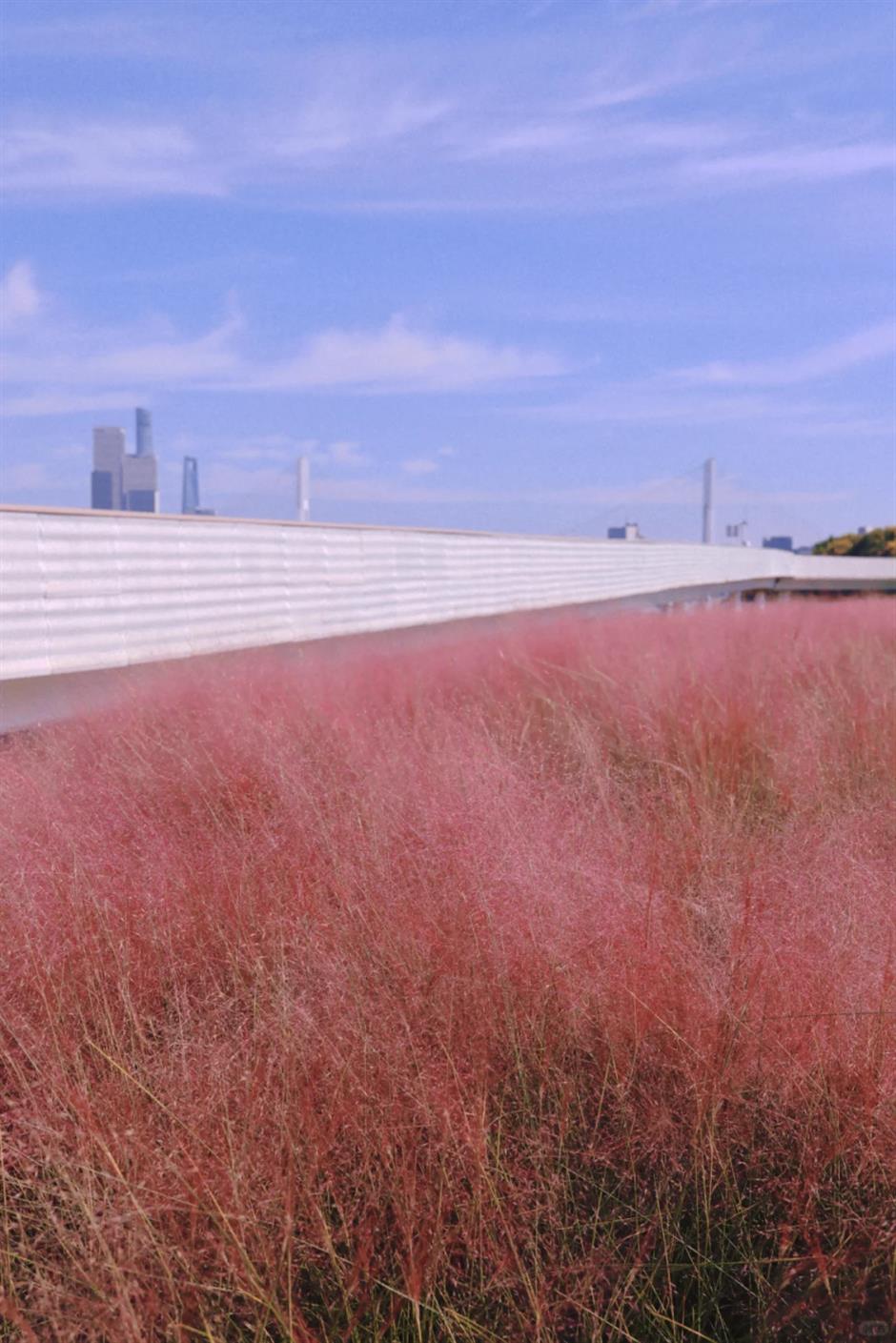 6 Places in Shanghai Where the Grass is Pink