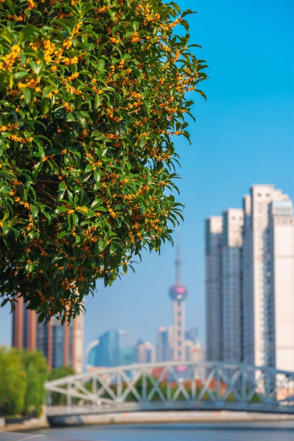 上海最香的一周来了!