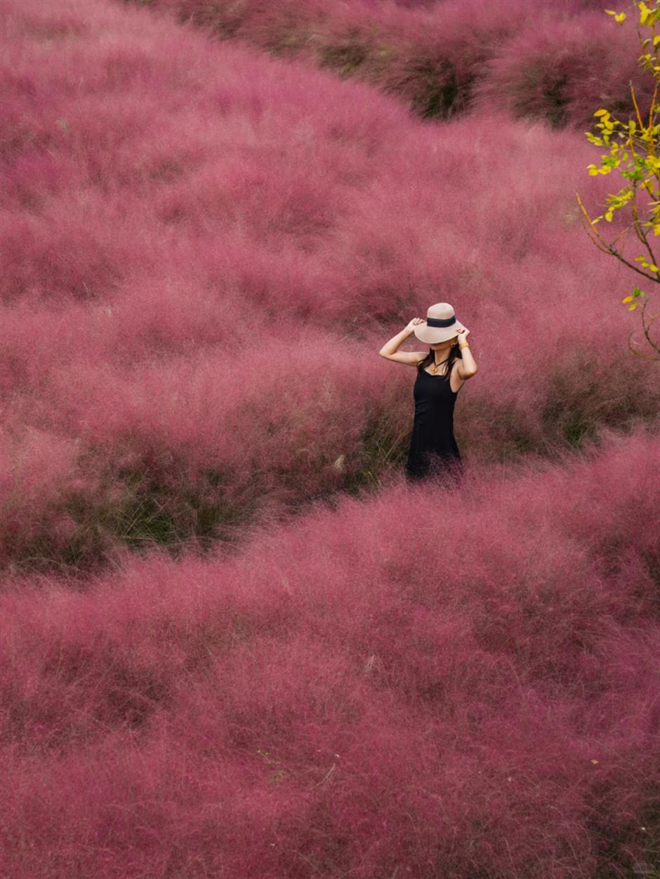 6 Places in Shanghai Where the Grass is Pink