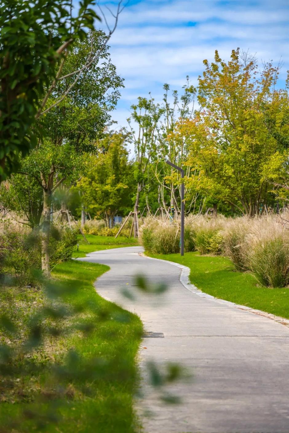 'Shanghai's Altay' Opens to Public, Revealing Vast Water Forest
