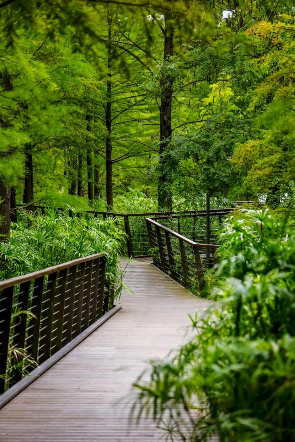 'Shanghai's Altay' Opens to Public, Revealing Vast Water Forest
