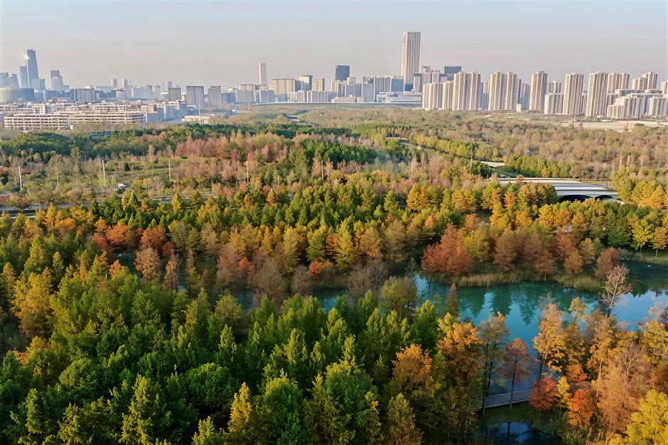'Shanghai's Altay' Opens to Public, Revealing Vast Water Forest