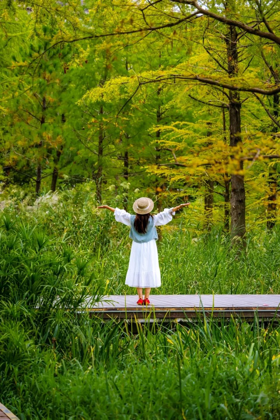 'Shanghai's Altay' Opens to Public, Revealing Vast Water Forest