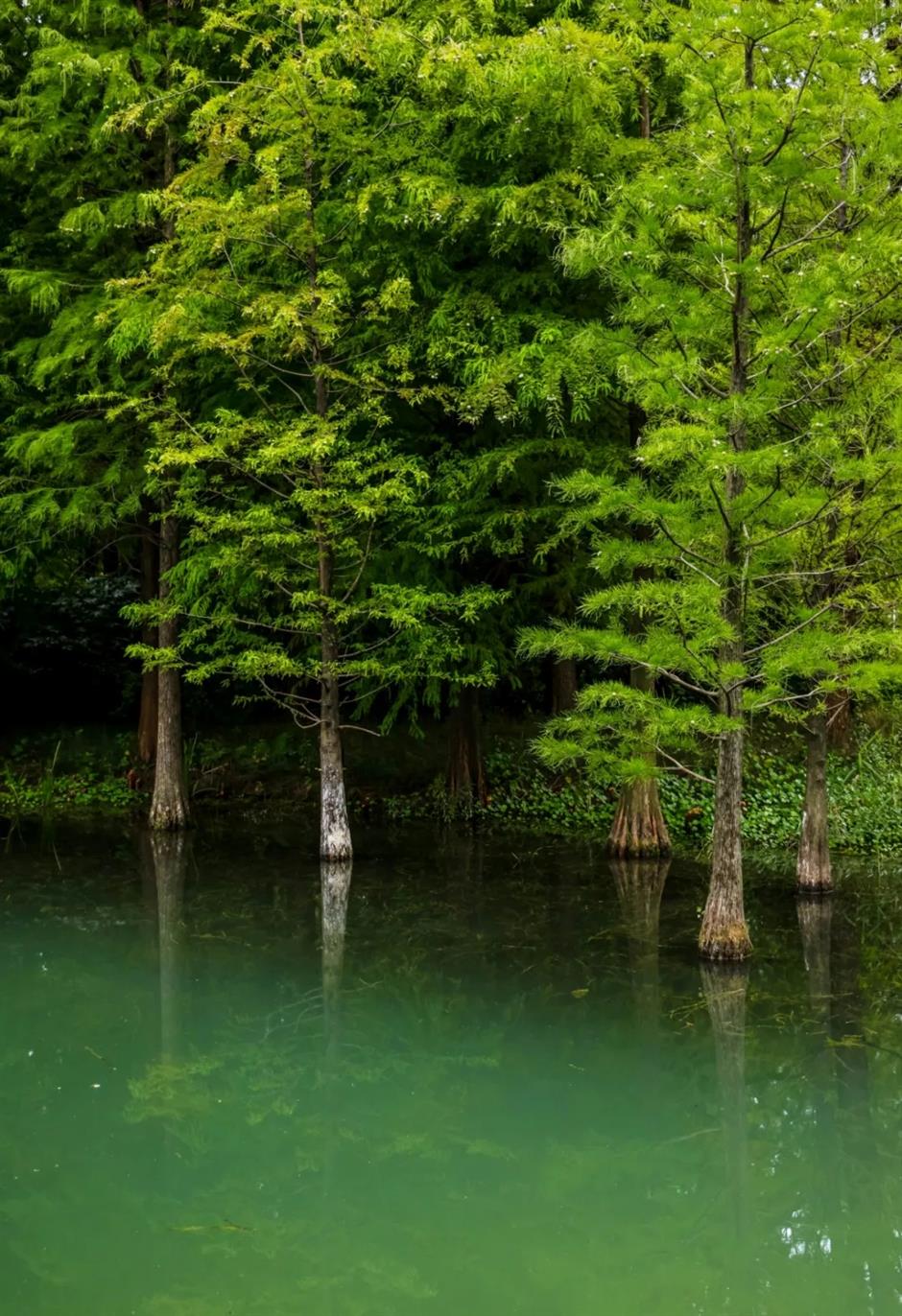 'Shanghai's Altay' Opens to Public, Revealing Vast Water Forest