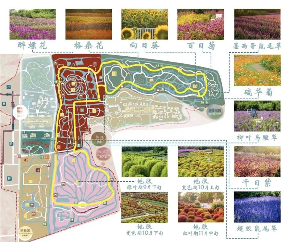 上海这些地方的花海,美成了莫奈油画!