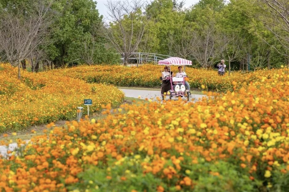 上海这些地方的花海,美成了莫奈油画!