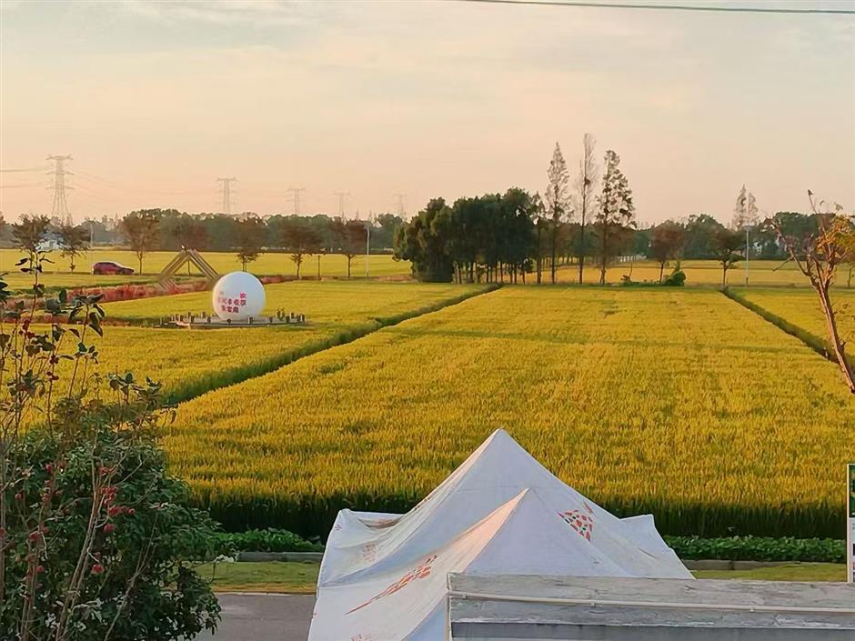 Rice Fields, Herbal Wellness and Art Therapy Create Autumn Getaway in Zhujiajiao