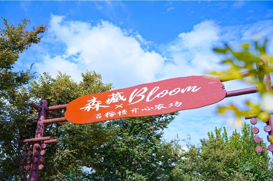 闵行秋日松弛指南上线!